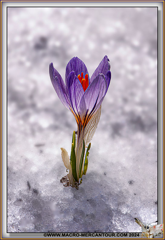 Crocus versicolor